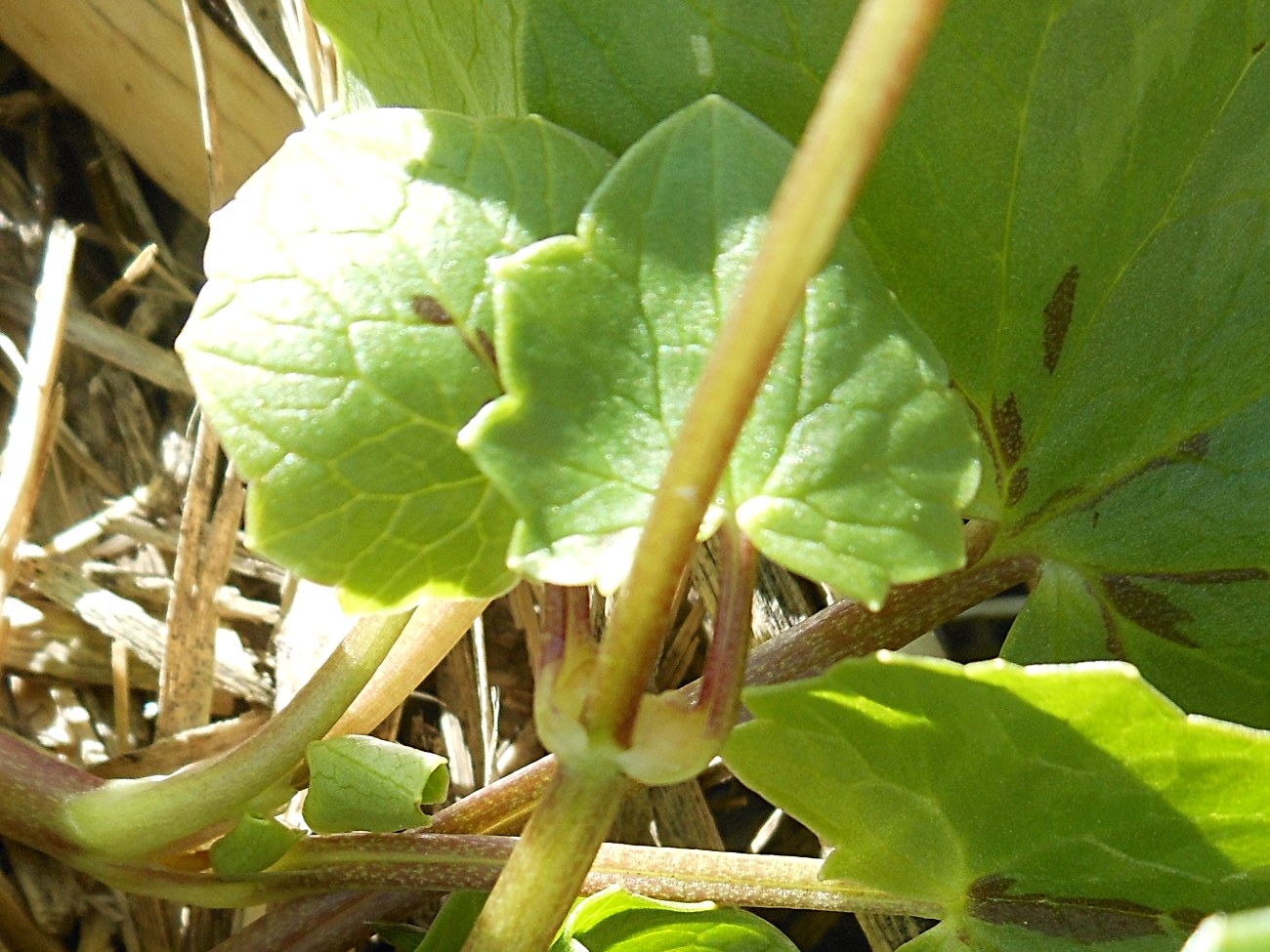 Ficaria verna (=Ranunculus ficaria) subsp. ficariiformis